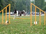 AGILITY - SAUT 179